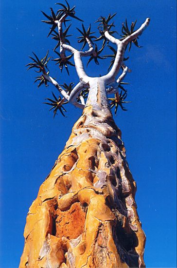 Köcherbaum