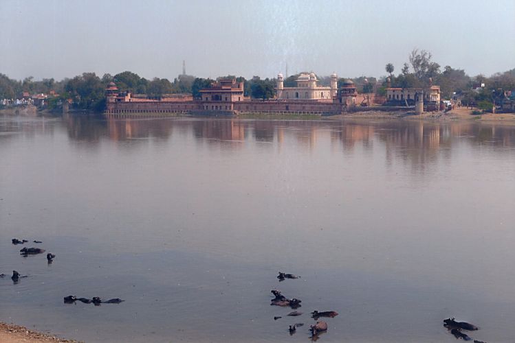 Wasserbüffel am Yamuna