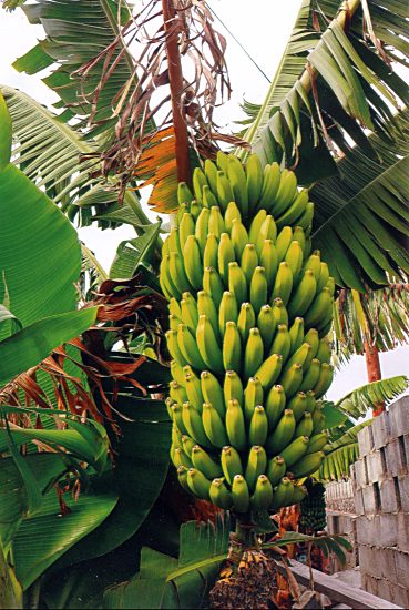 Banana